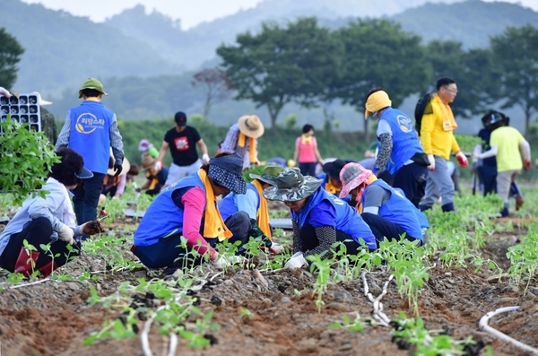황미르랜드 해바라기 식재 커버런스 행사 이미지 4