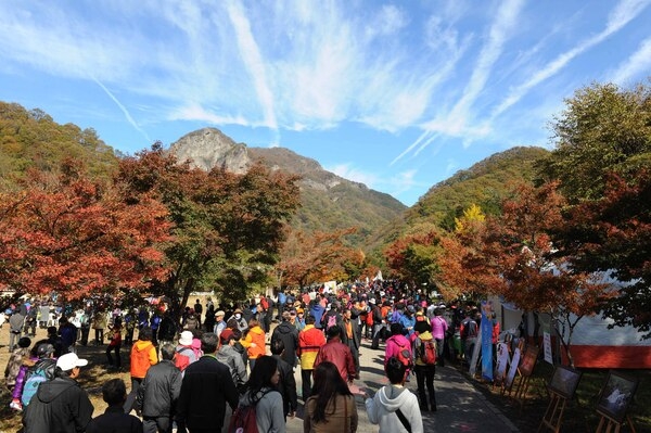 울긋불긋 애기단풍 향연 “백양단풍축제 팡파르“  이미지 1