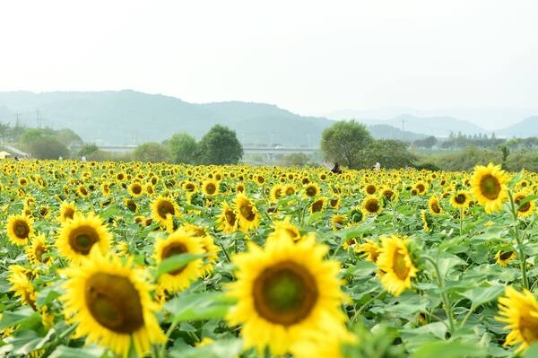 장성군