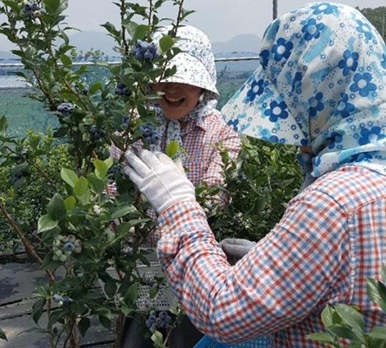장성군, “베리(berry)류 드시고 젊어지세요”  이미지 1