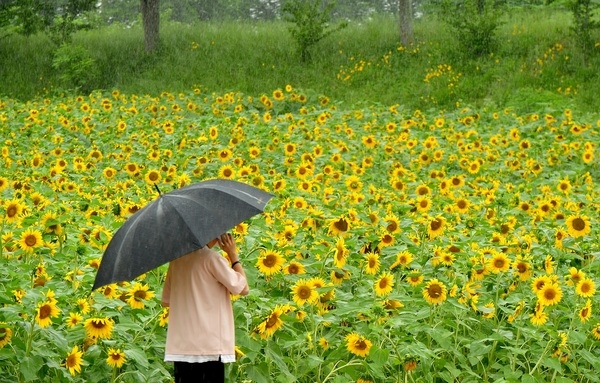 “희망을 전하다” 장성 황룡강 100만 송이 해바라기 활짝 이미지 2