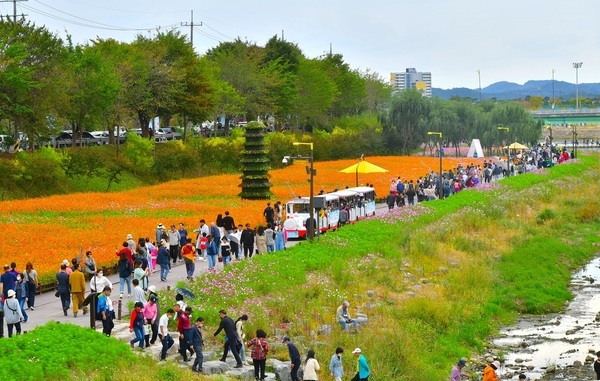 장성 황룡강 가을꽃축제 ‘2023년 전남 대표축제’ 선정! 이미지 1