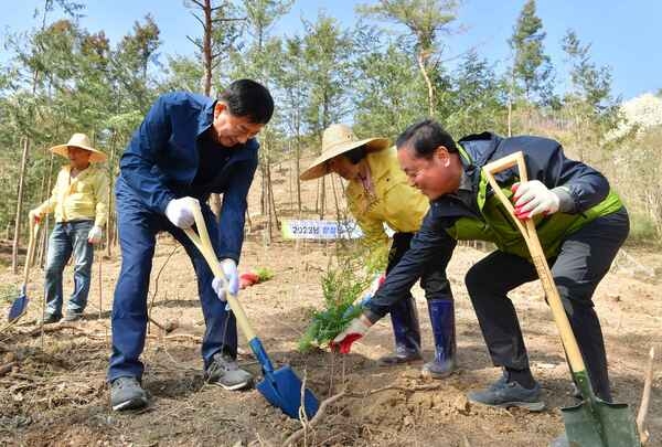 장성군, 군민과 함께 편백나무 3000여 주 식재 이미지 2
