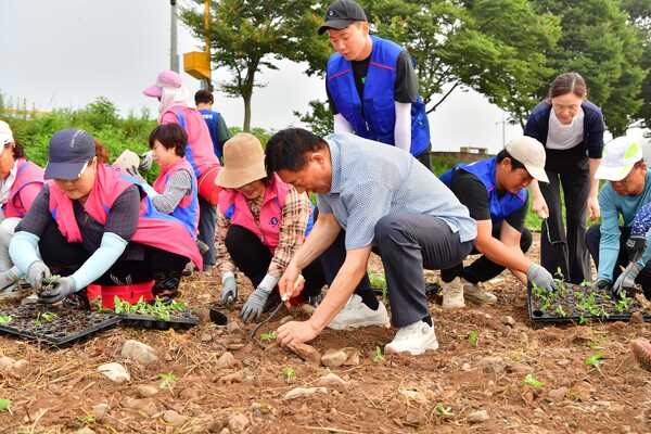 장성군, 황룡강 가을꽃 파종 완료… 가을꽃축제 준비 ‘착착’ 이미지 1