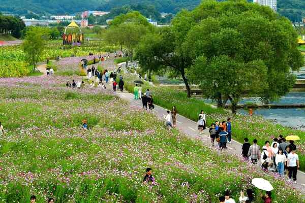 ‘가을꽃으로의 초대’ 장성 황룡강 가을꽃축제 폐막 이미지 1