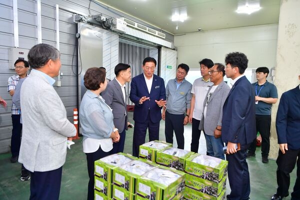 장성군 “맛있는 장성산 캠벨포도 출시” 이미지 1