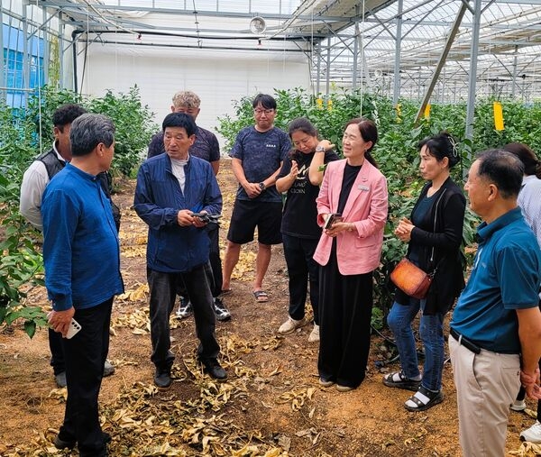 장성군, 고품질 ‘장성 레몬’ 생산 박차 이미지 1