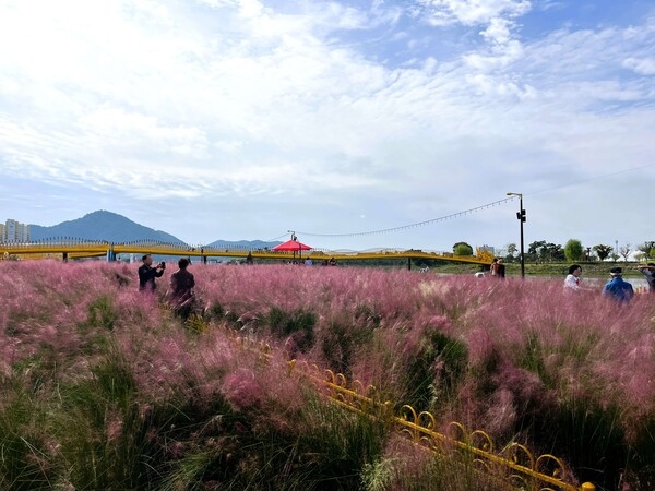 [축제 스케치] 장성군 황룡강 10리 꽃길 가을꽃 ‘활짝’ 이미지 2