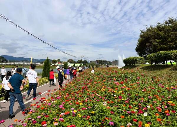 [축제 스케치] 장성군 황룡강 10리 꽃길 가을꽃 ‘활짝’ 이미지 3