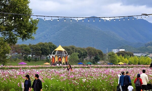 [축제 스케치] 장성군 황룡강 10리 꽃길 가을꽃 ‘활짝’ 이미지 4