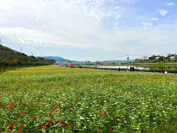 [축제 스케치] 장성군 황룡강 10리 꽃길 가을꽃 ‘활짝’ 이미지 1