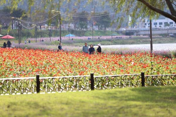 [포토] “장성군 황룡강으로 ‘가을 나들이’ 오세요” 이미지 2