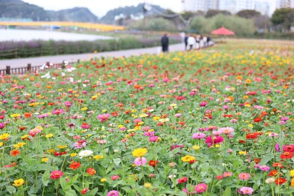 [포토] “장성군 황룡강으로 ‘가을 나들이’ 오세요” 이미지 4