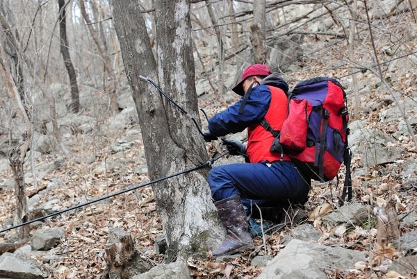 ‘숲이 주는 선물’ 장성군 고로쇠 수액 본격 출하!  이미지 1
