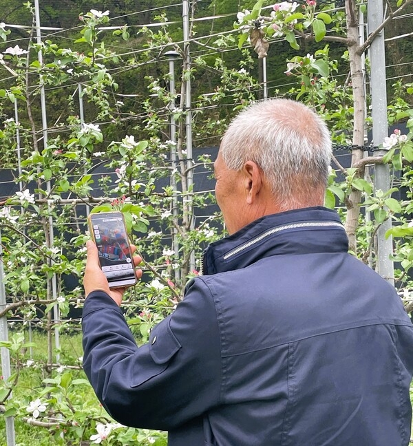 장성군 “사과·배 화상병 예방… 지금 시작하세요” 이미지 1