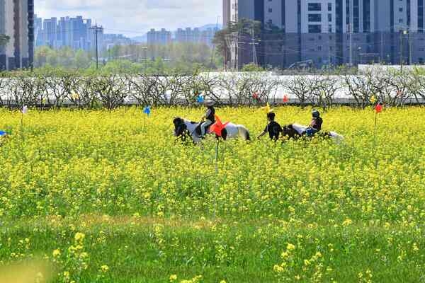 [포토] 장성군의 봄, 축제로 ‘반짝반짝’ 이미지 1