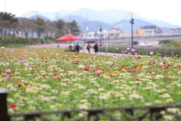 장성군, 황룡강 가을꽃 파종 시작… 7만 9000㎡ 부지 꽃으로 물든다 이미지 2