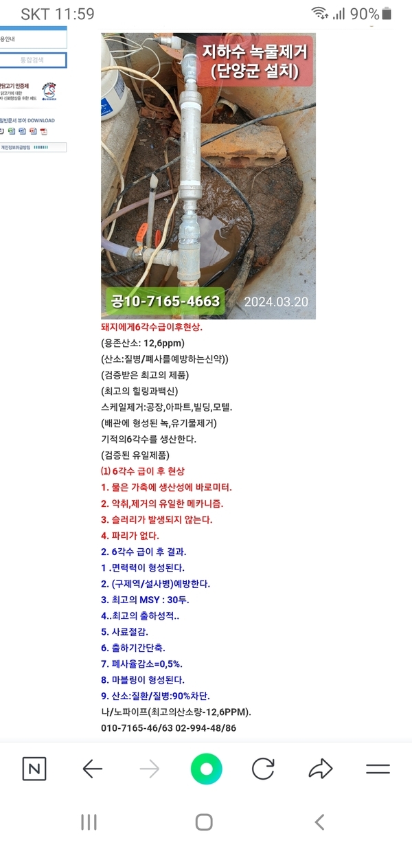 돼지에게6각수급이후현상. 이미지 1