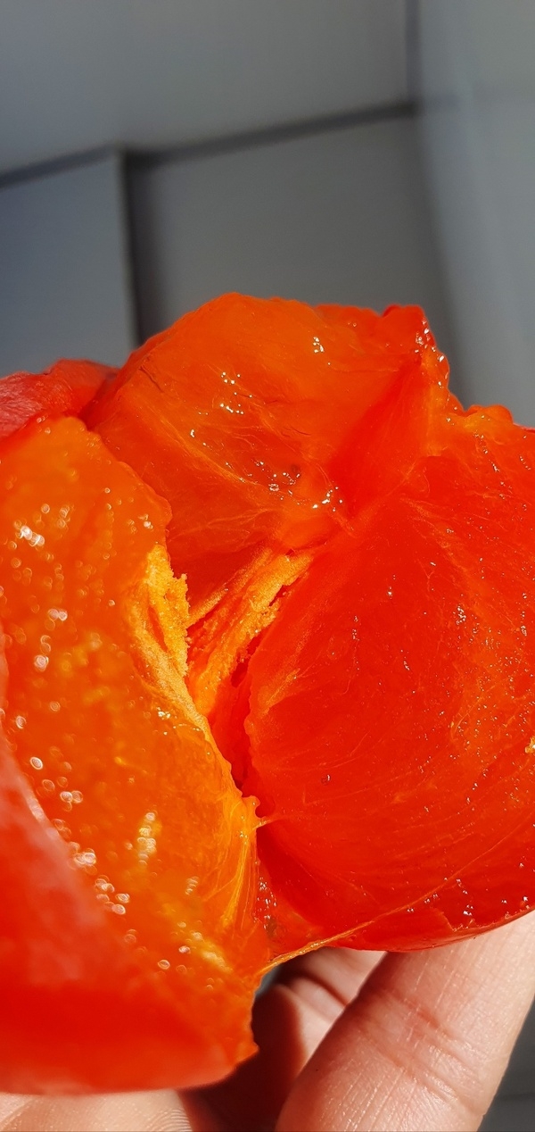 부모님이 농사지은 반시 이미지 1