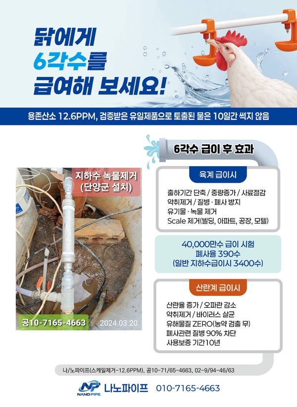 닭에게6각수급이후현상 이미지 1