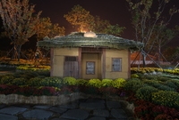 옐로우시티! 노란꽃잔치!