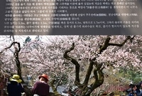 백양사 고불배