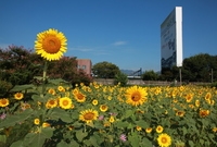 Yellow city in...