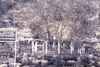 300년 영산홍