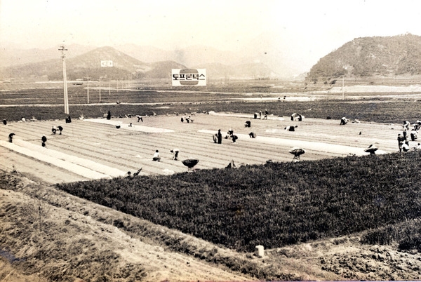 남면 서태 시범단지 못자리설치