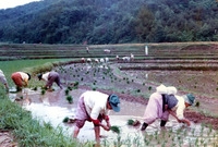 모내기