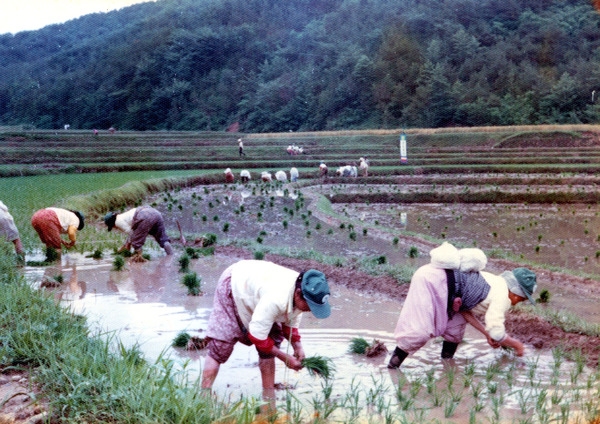 모내기