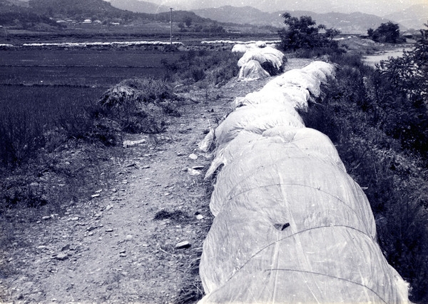 보리수확