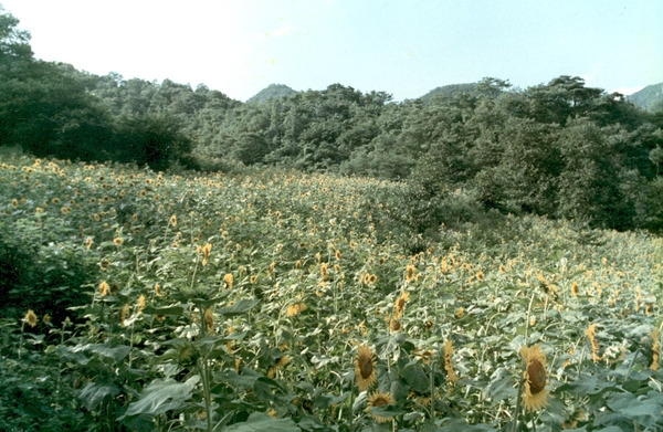 해바라기 조성단지