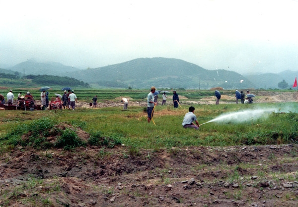 벼에 발생한 홍명나방방제를 위한 공동작업