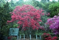 백계리 영산홍
