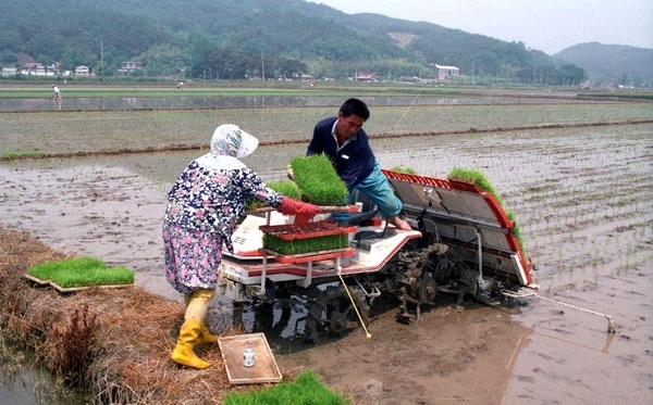 모내기(서삼면)
