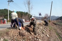 도로변 가로수 식재