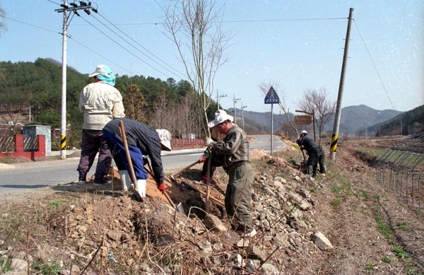 도로변 가로수 식재