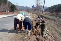 도로변 가로수 식재