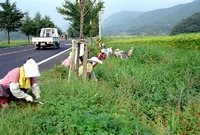 98공공근로사업-풀베기