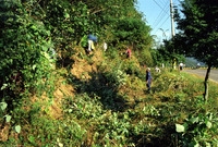 98공공근로현장-칡넝쿨 제...