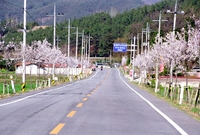 관광가로수 - 벚꽃