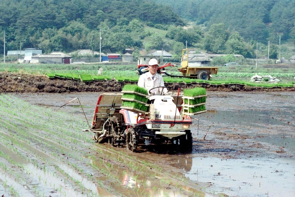 모내기현장