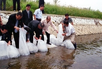 황룡강 치어 방류