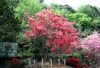 영산홍