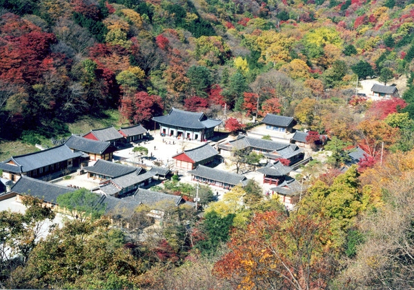 백양사 - 단풍