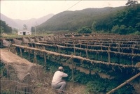 인삼재배