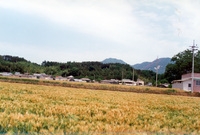 진원면 마을전경
