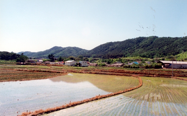 진원면 마을전경