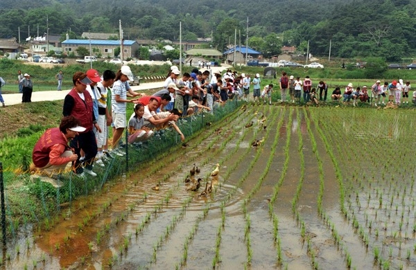 2002친환경 농업 오리입식 연시회